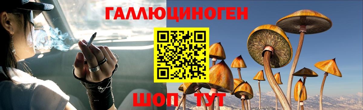 Галлюциногенные грибы Psilocybe Топки